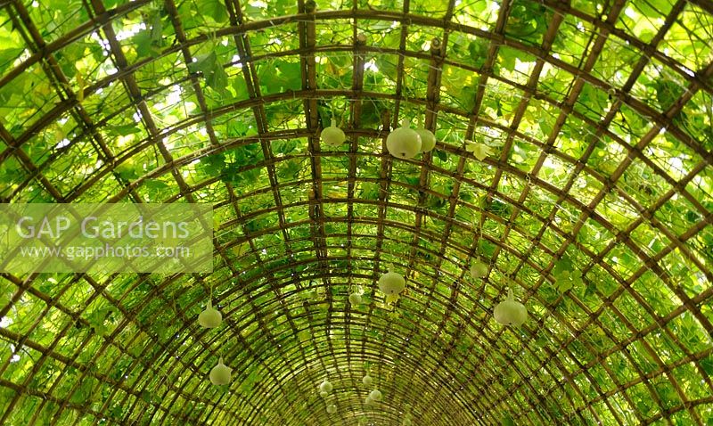 Tunnel of vines formed with Snake Gourd, Cucumber and Balsam Pear. 