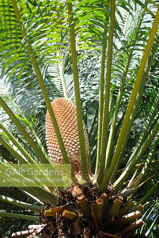 Cycas Thouarsii - African Cycas  - Male 