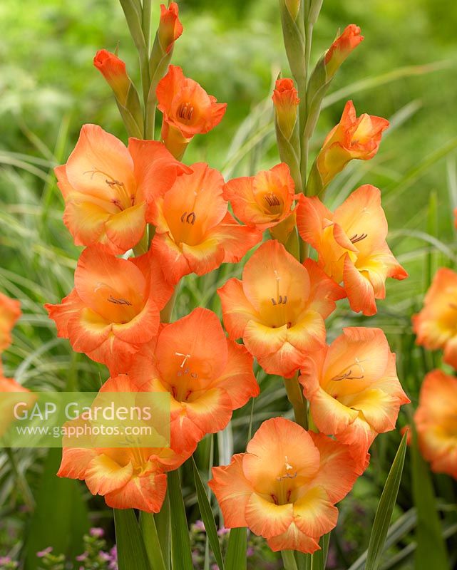 Gladiolus 'Savannah'