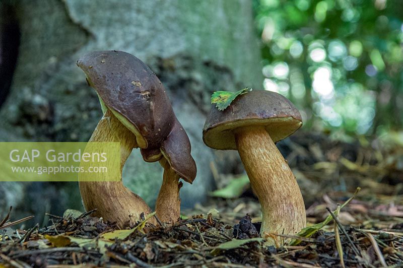 Boletus badius, bay bolete a common edible fungi found in british woodlands