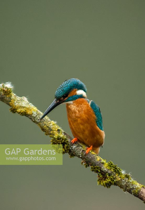 Alcedo atthis  - kingfisher on tree branch