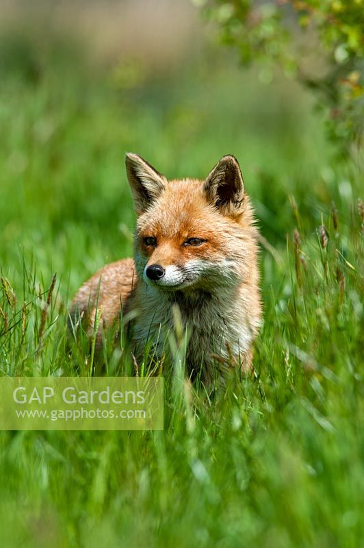 Vulpes vulpes  - fox amongst long grass