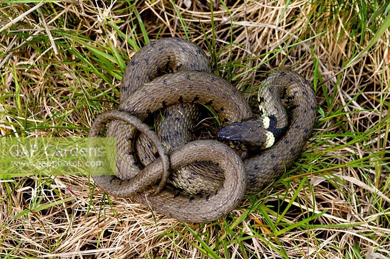 Natrix natrix - adult grass snake in grass