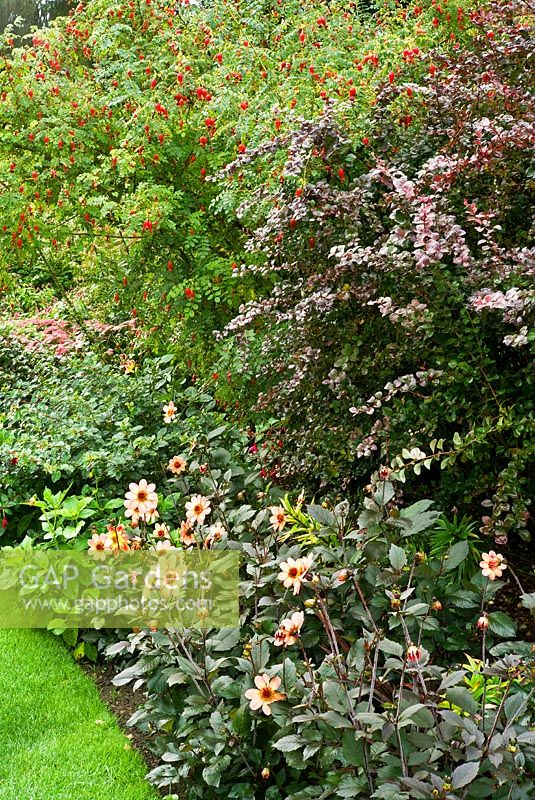 Dahlia 'Bishop of Oxford' - Rosa Moyesii 'Geranium' and Berberis thunbergii atropurpurea in the 'Hot Gardens' at Pashley Manor House and Gardens,  Early September.