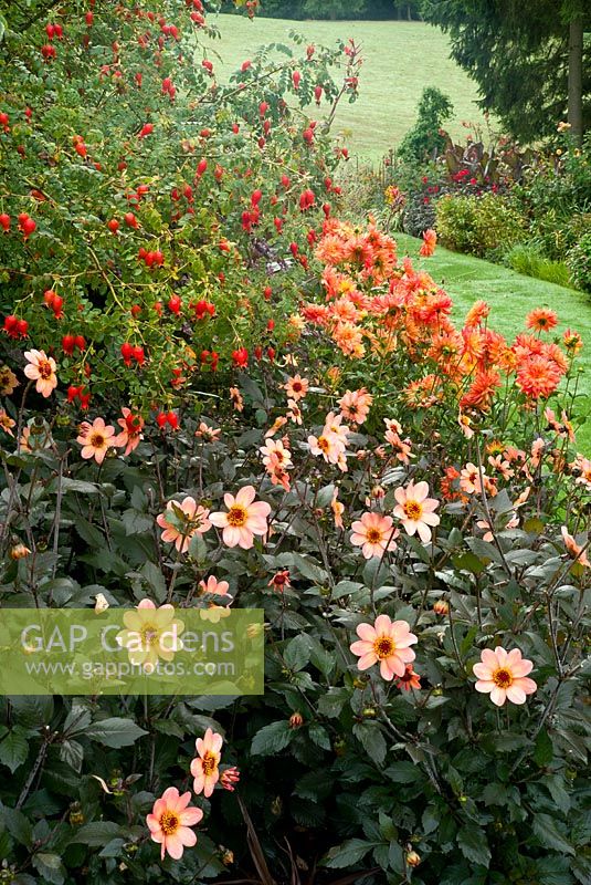 Dahlias 'Bishop of Oxford' and 'Orange Queen'  with rosehips Rosa moyesii 'Geranium' in the 'Hot Gardens' at Pashley Manor House and Gardens.  Early September.