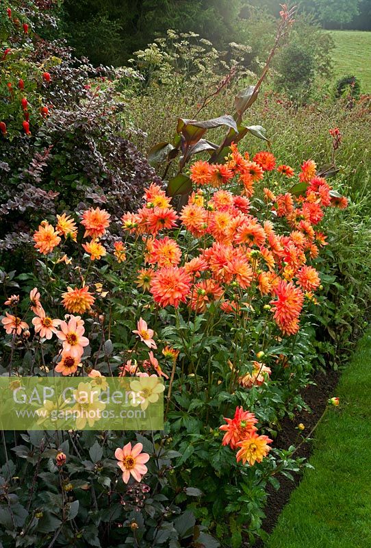 Dahlias 'Bishop of Oxford' and 'Orange Queen'  with rosehips of Rosa moyesii 'Geranium' also Berberis thungergii atropurpurea in the 'Hot Gardens' at Pashley Manor House and Gardens