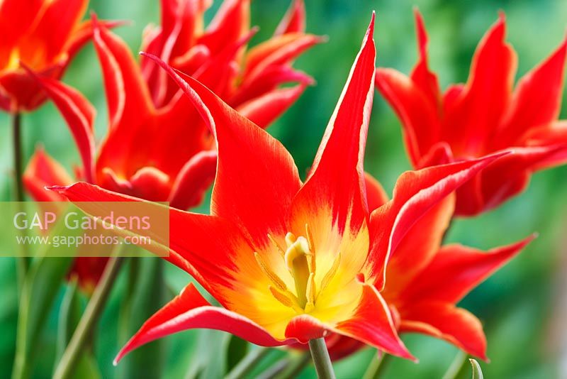 Tulipa  'Aladdin' - Tulip, Lily flowered Group, May