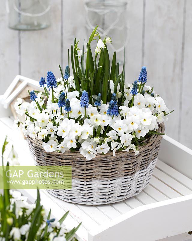 Spring container - basket of white and blue flowers 