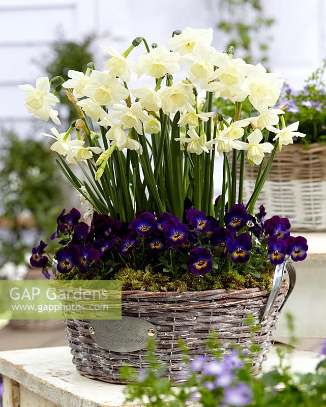 Narcissus 'Alaska' in mixed basket container