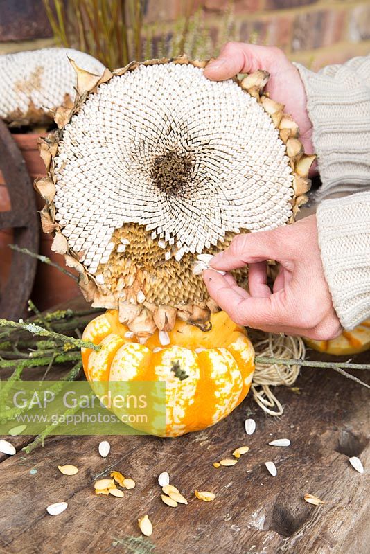 Filling pumpkin bird feeder with sunflower seeds