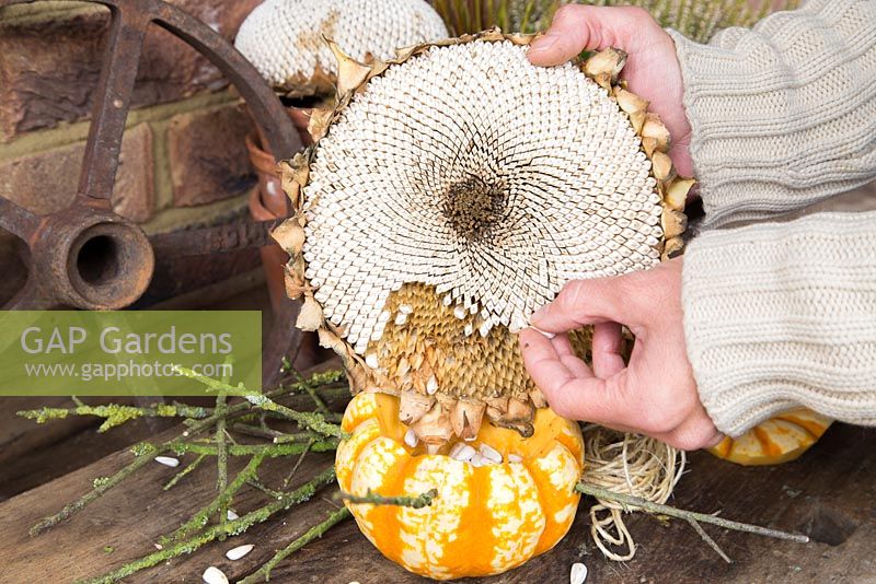 Filling pumpkin with sunflower seeds - making bird feeder 