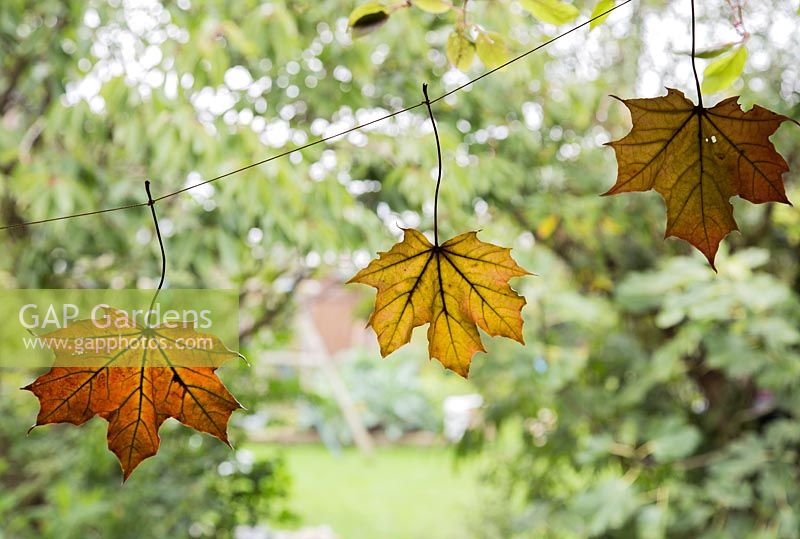 Strung autumnal leaves preserved in bees wax