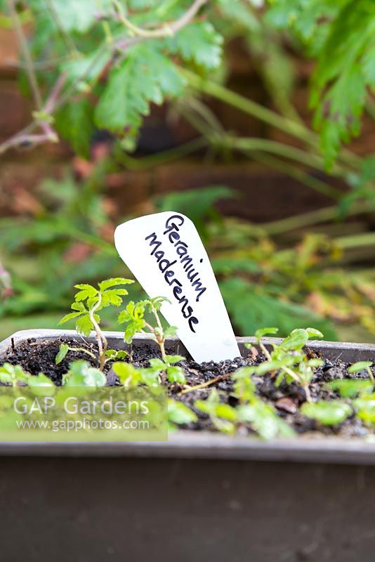 Transplanting self seeded Geranium maderense - label in newly planted tray of seedlings 