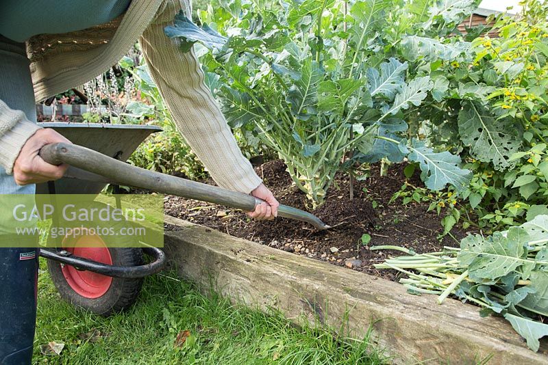 Adding compost mulch to assist growth of Broccoli 'Early Purple Sprouting'
