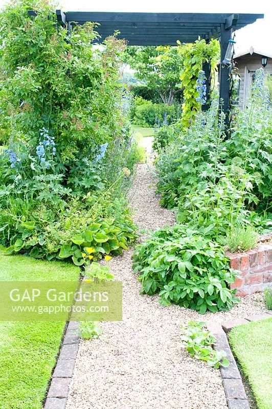 Cottage garden with gravel path leading to pergola with Rosa Delphinium and Humulus lupulus 'Aureus' - Golden hop 