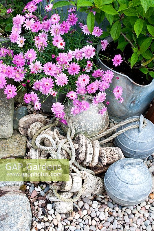 Colourful graveled corner of cottage garden with galvanised pots and fishing floats and Argyranthemum and Hydrangea