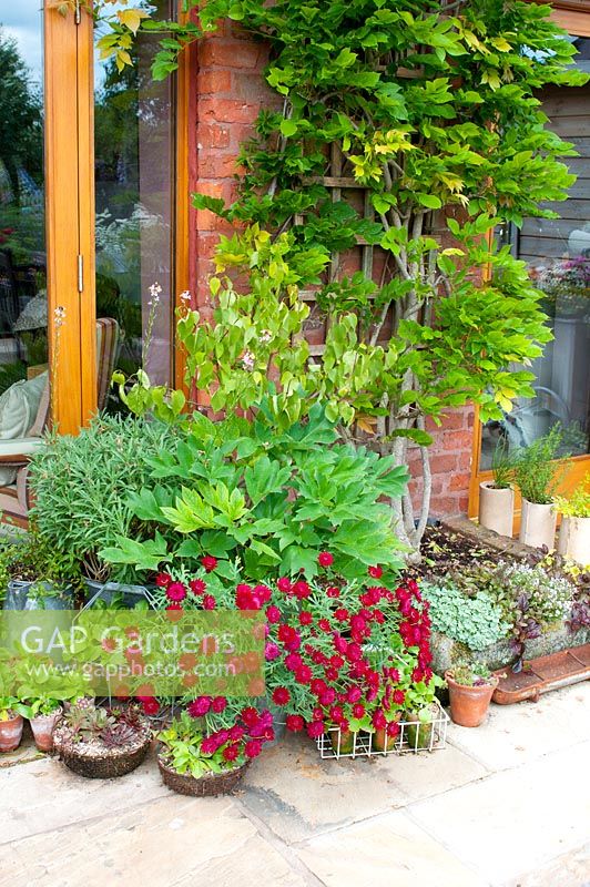 Arrangment of vintage metal containers and pots on patio with Argyranthemum, Auricula, Peonia, Eryisimum and brick bed with Wisteria supported on brick wall  