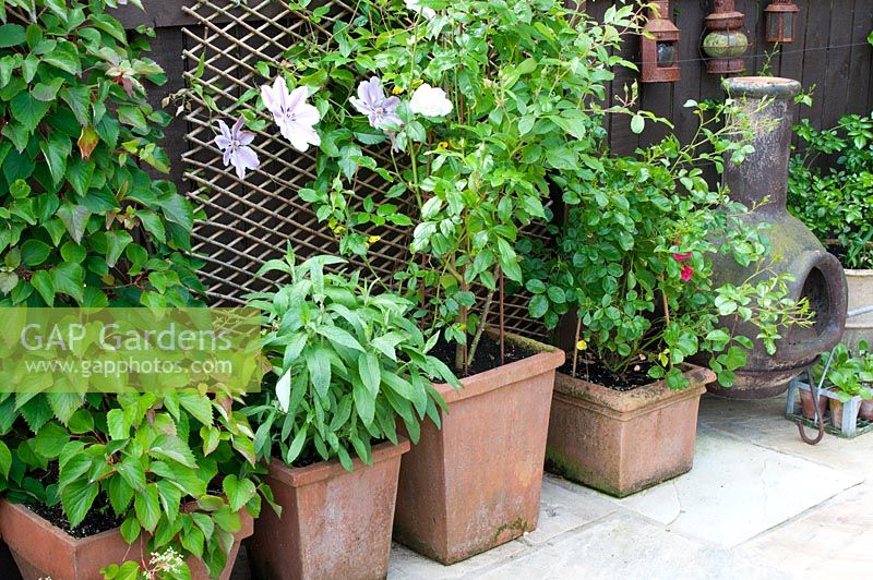 Large square stone pots containing Hydrangea, Buddelia, Rosa and Clematis growing against wooden fence on stone patio with chiminea 