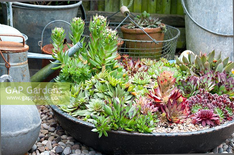 Collection of vintage galvanised pots, watering can and fishing float on graveled area in cottage garden and flat circular container with a colourful selection of Semperviviums