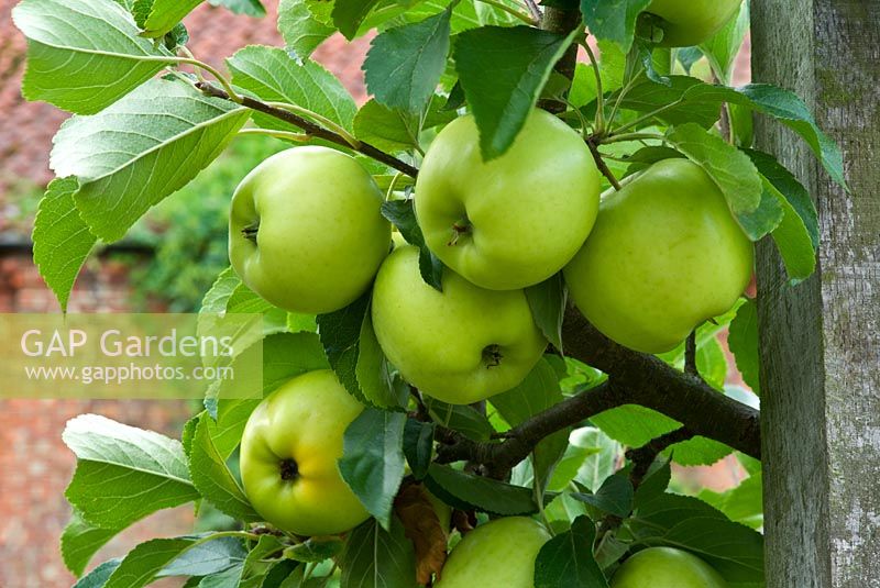 Malus domesticus 'Greensleeves' - parentage Golden Delicious and James Grieve, an eating apple