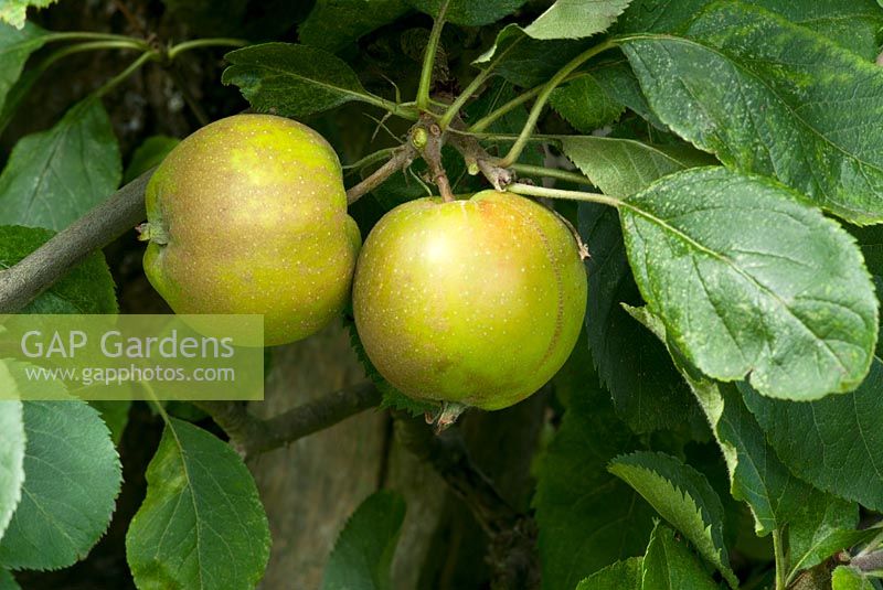 Malus domesticus 'Kings Acre Pippin', parentage Sturmer Pippin and Ribston Pippin.