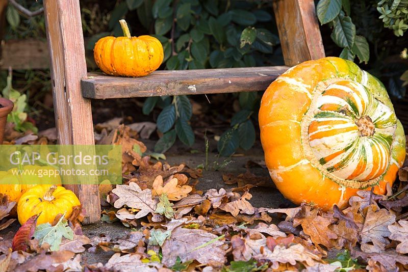 Autumnal display of pumpkins. 'Jack be Little' and 'Turks Turban'.