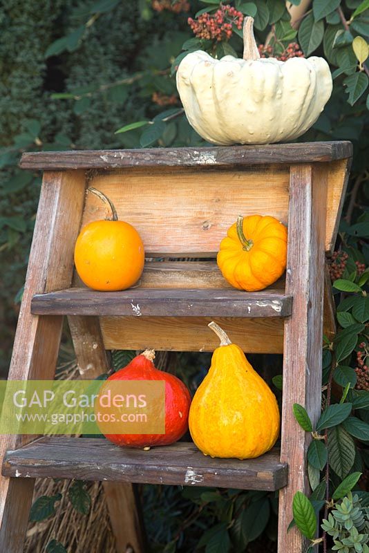 Autumnal display of pumpkins. 'Jack be Little' and 'Uchiki Kuri'