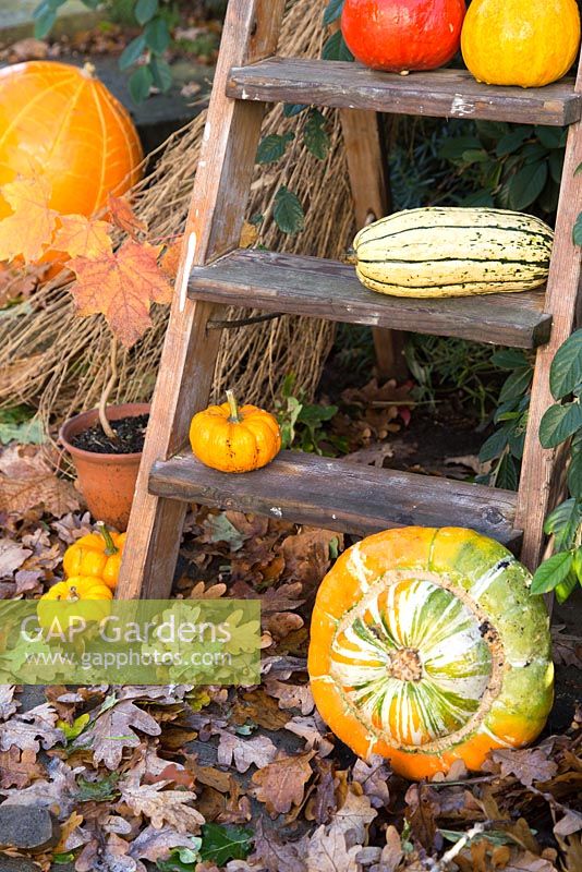 Autumnal display of pumpkins. 'Turks Turban', 'Jack be Little' and Gourd