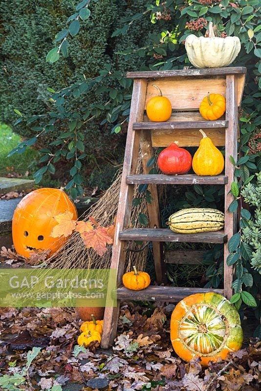 Autumnal display of pumpkins. 'Turks Turban', 'Mammoth', 'Jack be Little', 'Uchiki Kuri' and Gourd.
