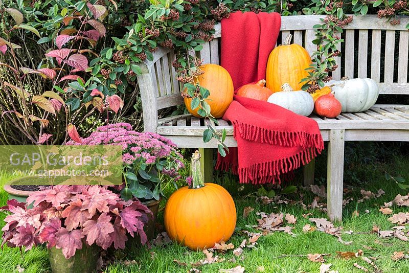 Autumnal display of pumpkins on garden bench. 'Crown Prince', 'Mammoth' and 'Uchiki Kuri'.