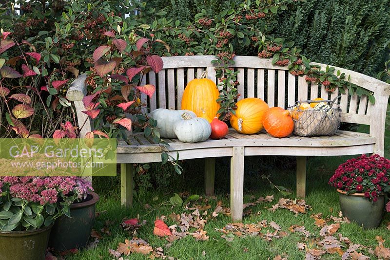Autumnal display of pumpkins on garden bench. 'Crown Prince', 'Mammoth', 'Uchiki Kuri' and basket of Gourds.