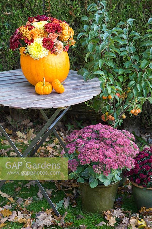 Autumnal display using pumpkin 'Mammoth' as container for mixed Chrysanthemums. Pumpkin 'Jack be Little'