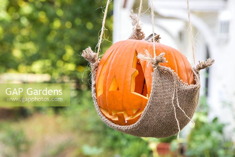 Pumpkin hanging in hessian hammock