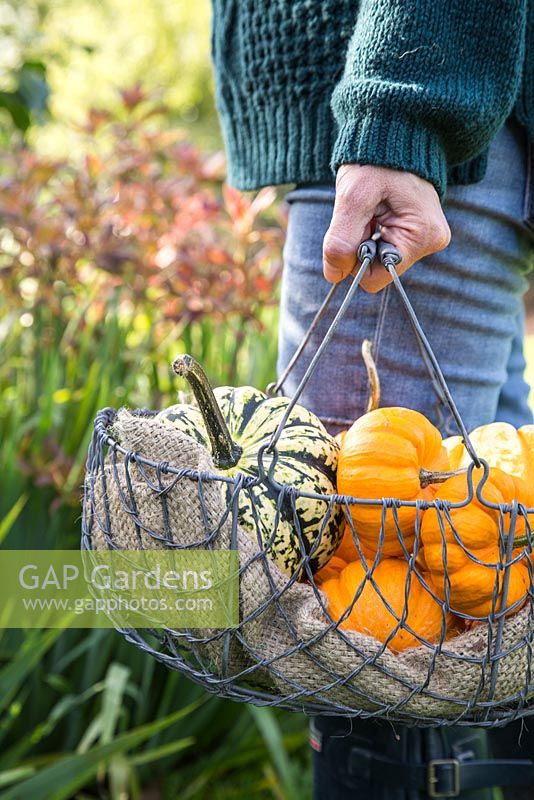 Woman carrying wire basket of mixed gourds 'Jack be Little'