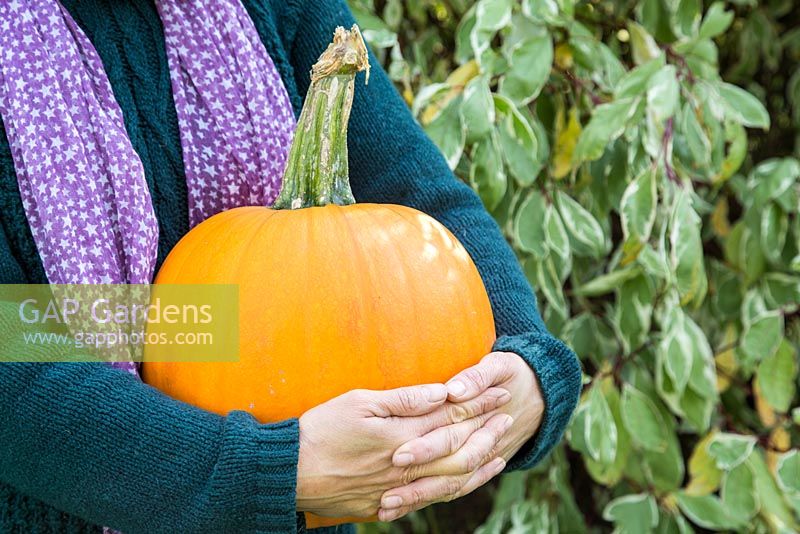 Woman holding harvested pumpkin 'Mammoth'