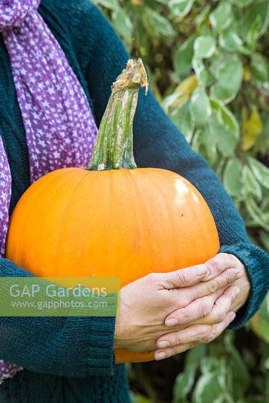 Woman holding harvested pumpkin 'Mammoth'