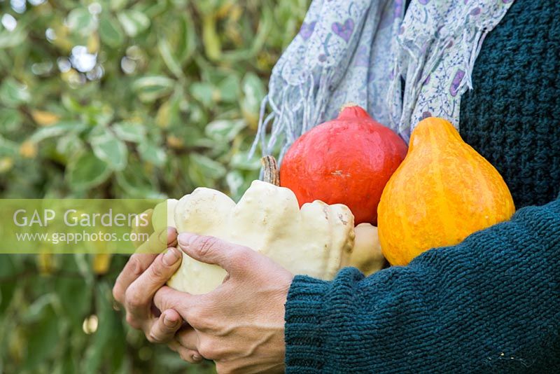 Woman holding harvested pumpkins 'Patty Pan' and 'Uchiki Kuri'