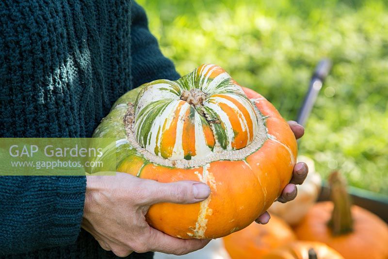 Woman holding harvested pumpkin 'Turks Turban'