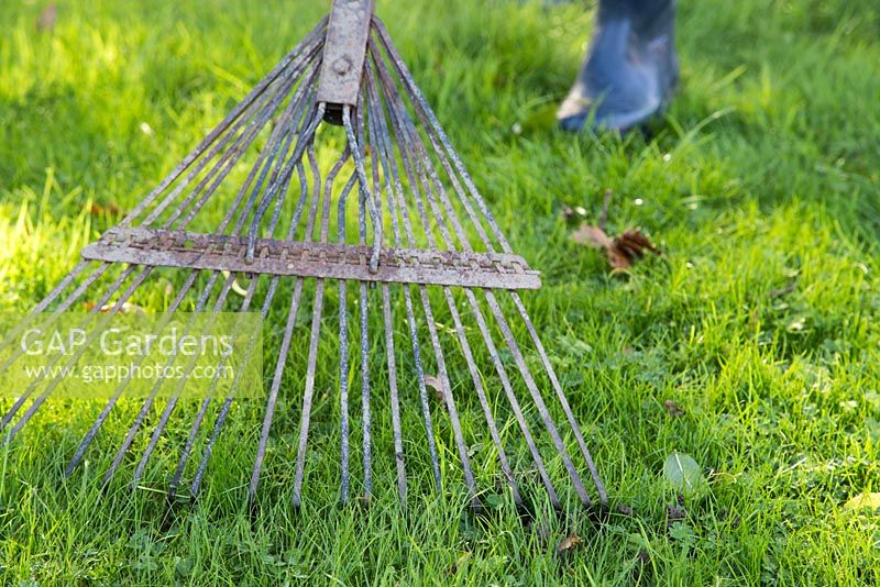 Removing worm cast from garden lawn using a rake