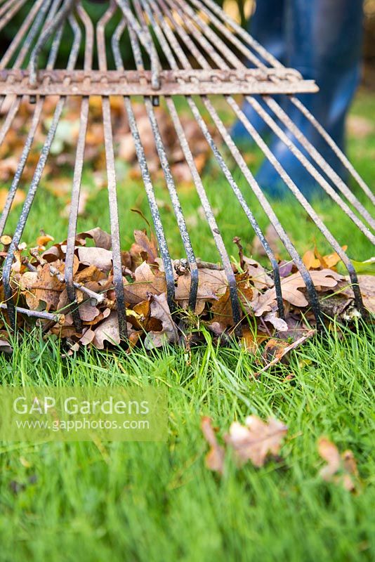 Autumnal garden jobs. Raking up fallen autumnal leaves
