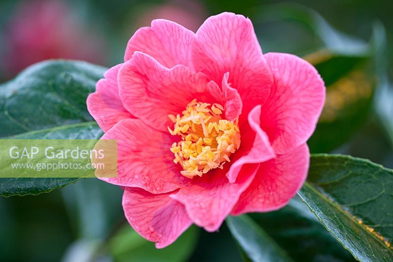 Camellia reticulata Interval, Camellia. Shrub, March. C