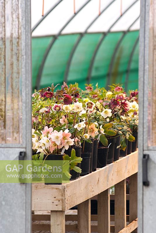 Helleborus x hybridus at Harvey's Garden Plants. March. Portrait of many different varieties of hellebores on a bench in a nursery. 