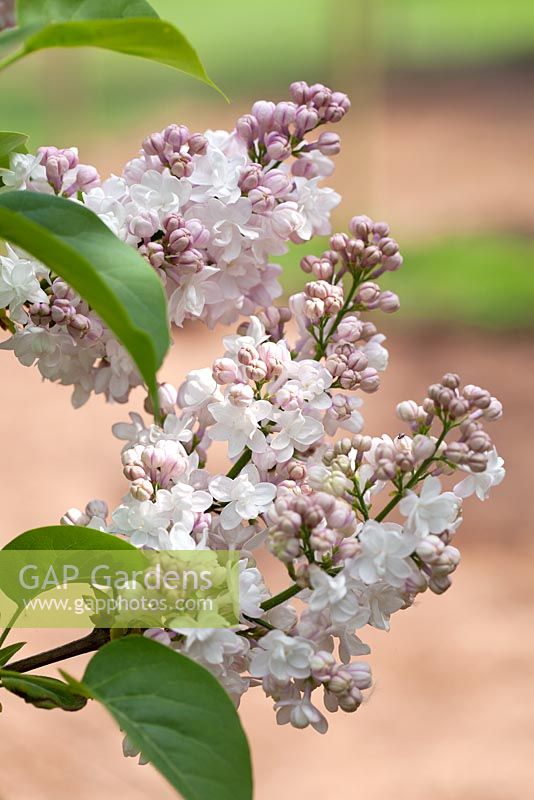 Syringa vulgaris Krasavitsa Moskvy, Common Lilac. Shrub, April. 