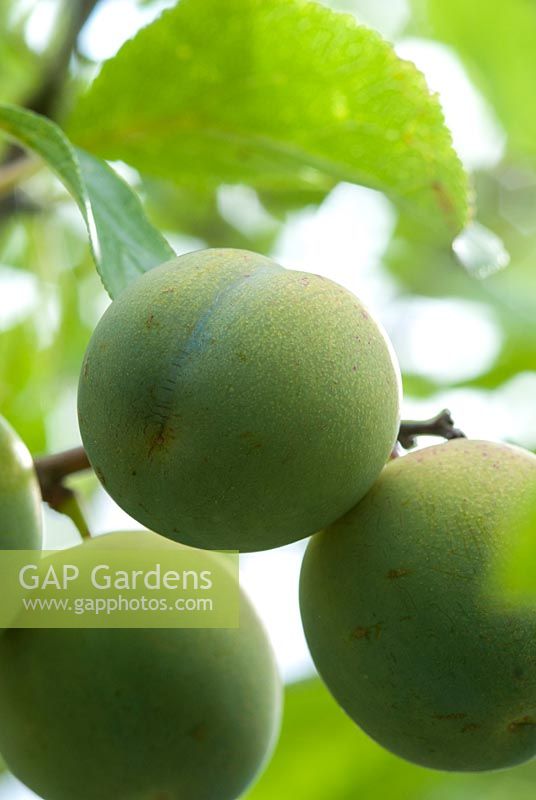 Prunus - Greengages at Tiptree Jams, Wilkin and Sons Ltd