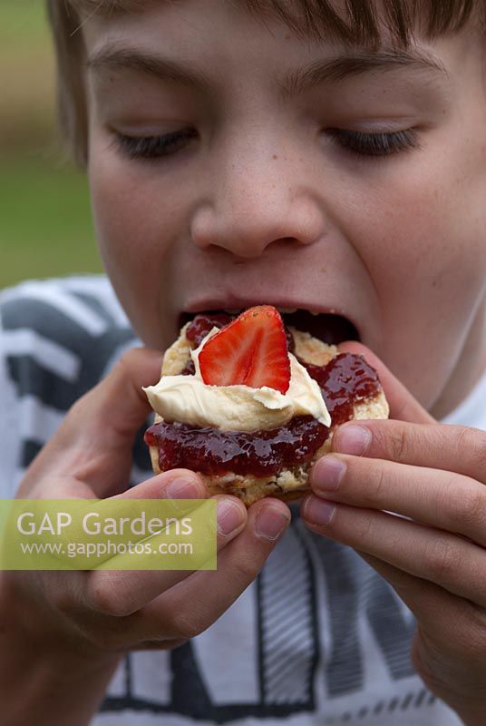 Boy eating Tiptree 'Little Scarlet' Strawberry Jam on a scone with clotted cream and a fresh strawberry