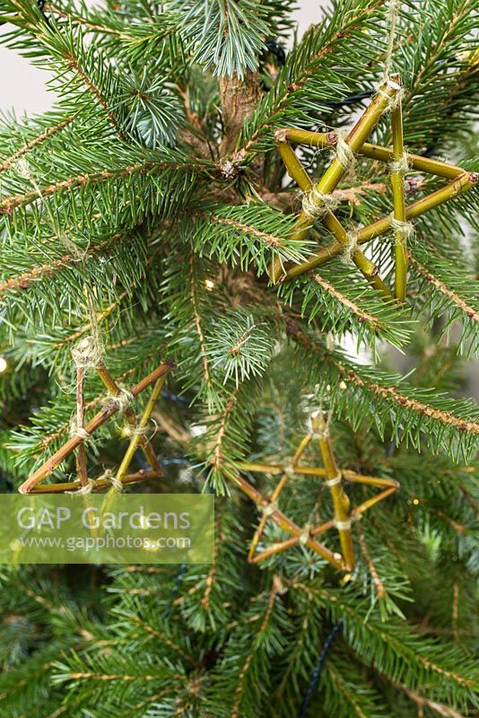 Willow stars hanging on a Christmas tree