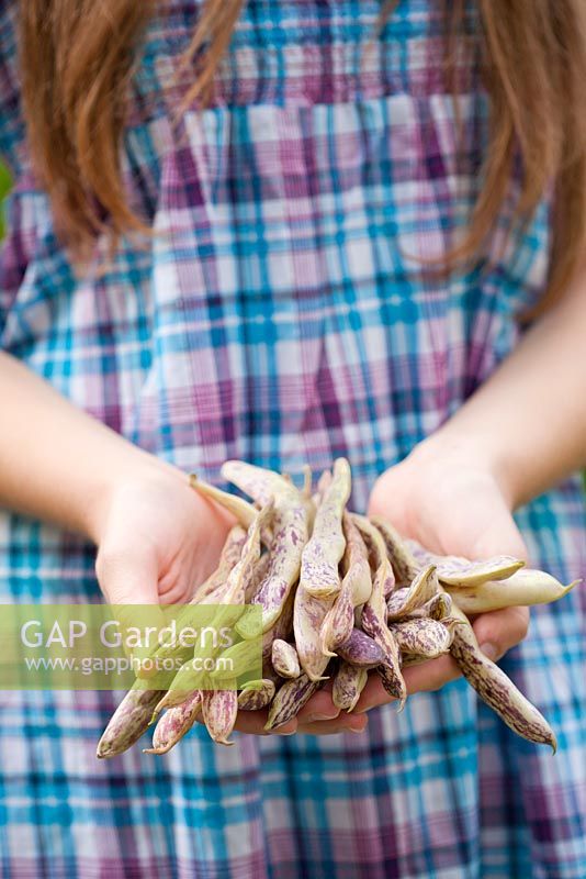 Woman with harvested French beans - Phaseolus vulgaris 'Merveille de piemonte'