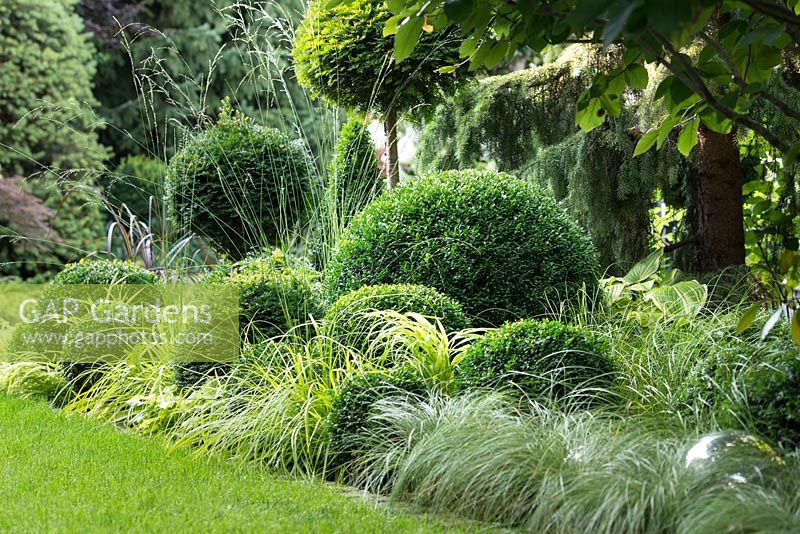 Clipped evergreen taxus and buxus topiary with Carex 'Frosted Curls' and Carex oshimensis 'Everillo'