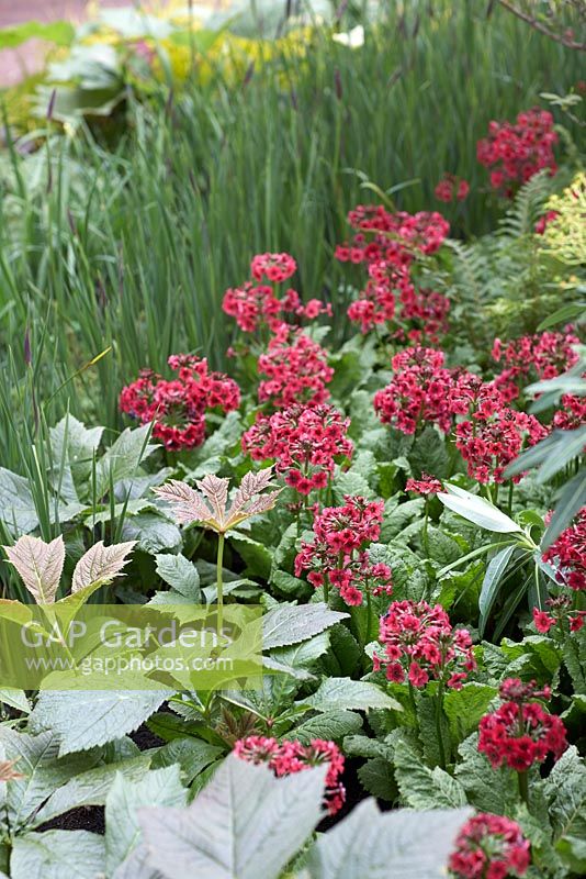 Contrasting foliage textures with Primula japonica 'Miller's Crimson'