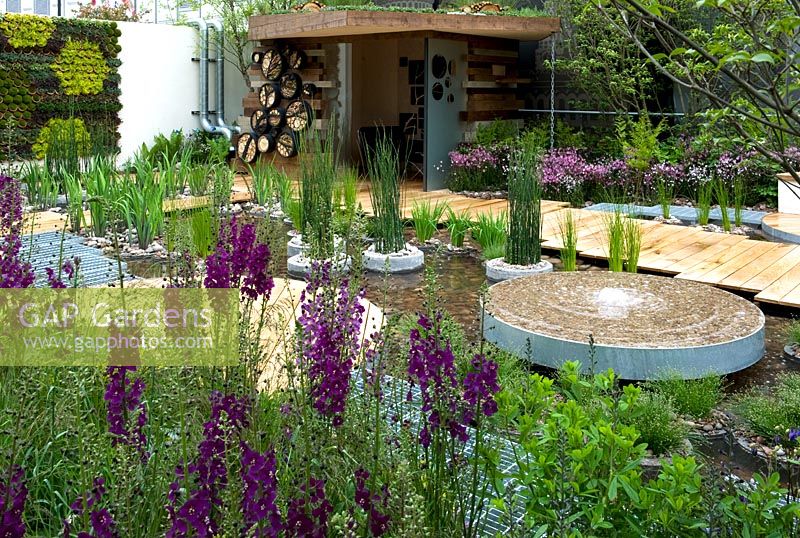 Verbascum phoeniceum 'Violetta' in border of Chelsea Flower Show 2013 show garden. Gold medal winner
